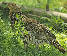 Western Capercaillie