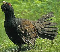 Western Capercaillie