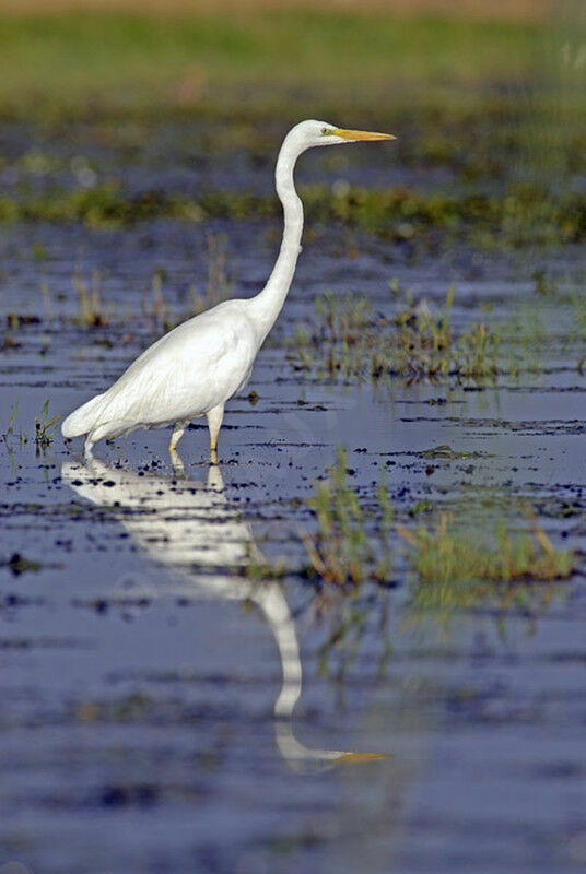 Great Egretadult post breeding