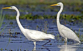 Grande Aigrette