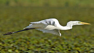 Grande Aigrette