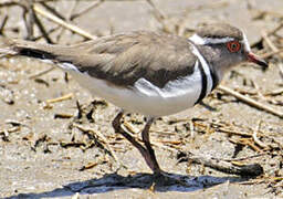 Three-banded Plover