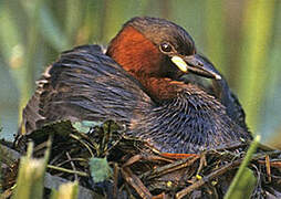 Little Grebe