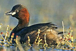 Little Grebe