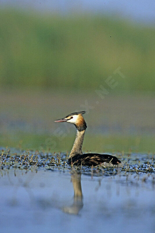 Great Crested Grebe