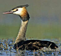 Great Crested Grebe