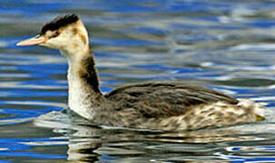 Great Crested Grebe