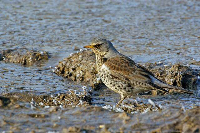 Fieldfare