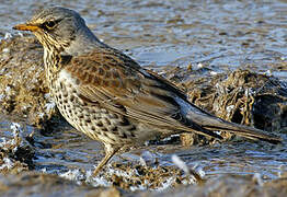 Fieldfare