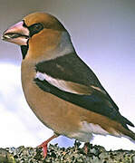 Hawfinch