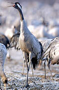 Common Crane