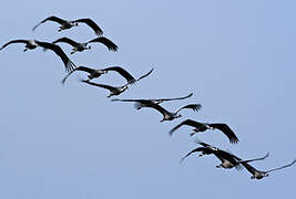 Common Crane