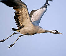 Common Crane