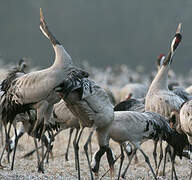 Common Crane