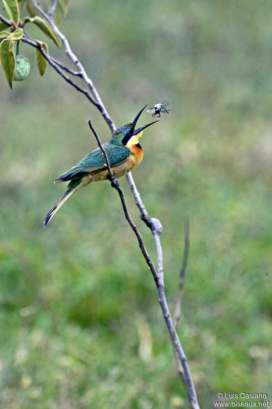 Little Bee-eater