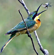 Little Bee-eater