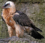 Bearded Vulture