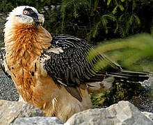 Bearded Vulture