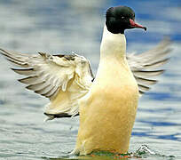 Common Merganser