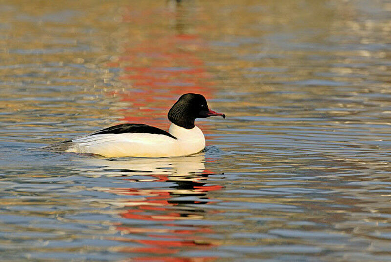 Common Merganser