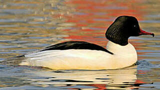 Common Merganser