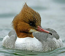 Common Merganser