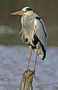 Grey Heron