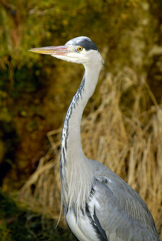 Grey Heronadult post breeding