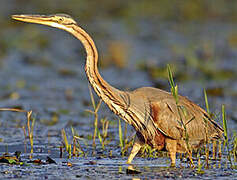 Purple Heron