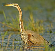 Purple Heron