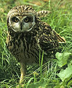 Hibou des marais