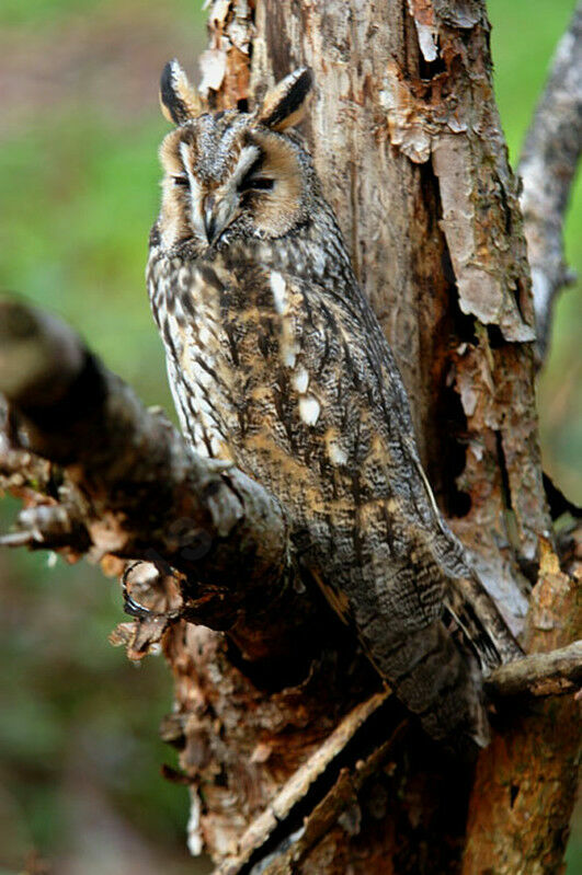 Long-eared Owl