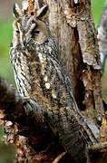 Long-eared Owl