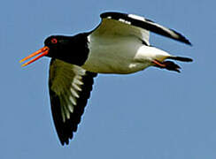 Eurasian Oystercatcher