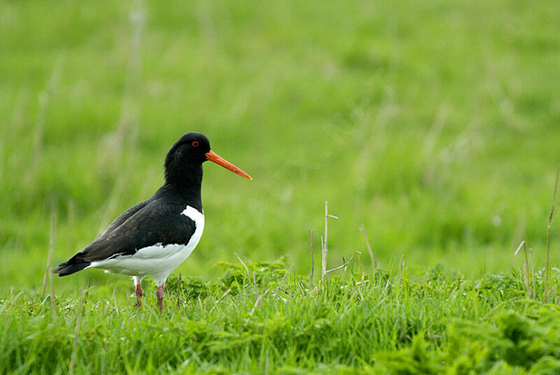 Eurasian Oystercatcheradult breeding