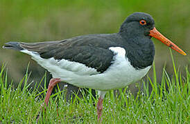 Eurasian Oystercatcher