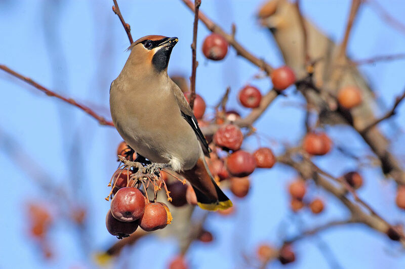 Bohemian Waxwing