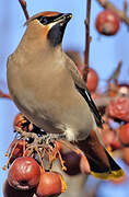 Bohemian Waxwing