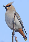 Bohemian Waxwing