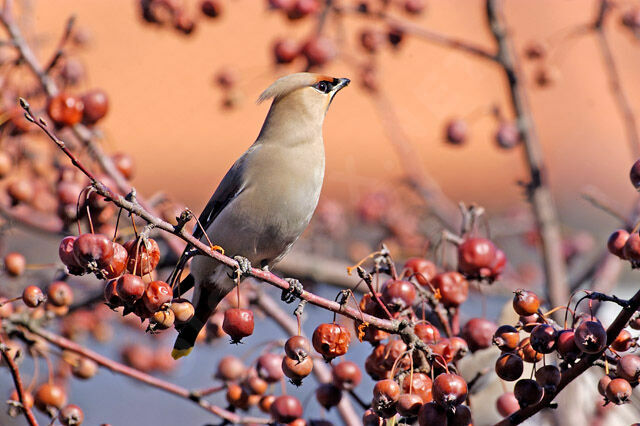 Bohemian Waxwing