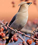 Bohemian Waxwing