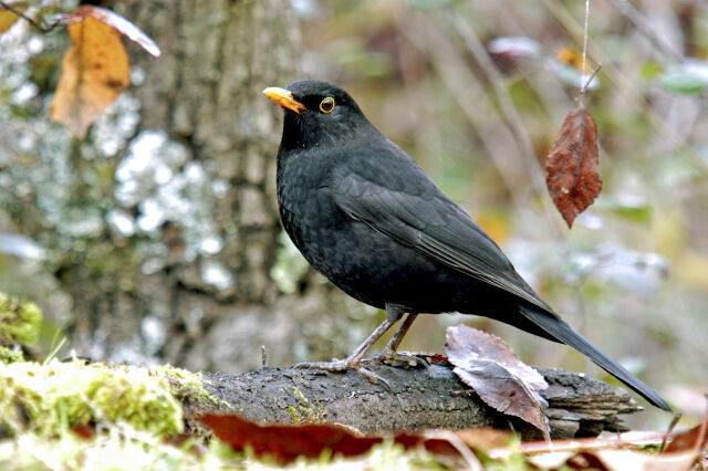 Common Blackbird