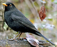 Common Blackbird