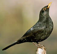 Common Blackbird