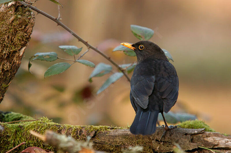 Common Blackbird