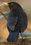 Common Blackbird