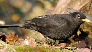 Common Blackbird