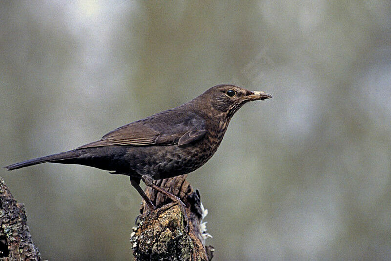 Common Blackbird