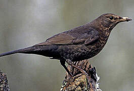 Common Blackbird