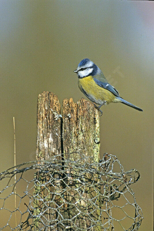 Mésange bleue